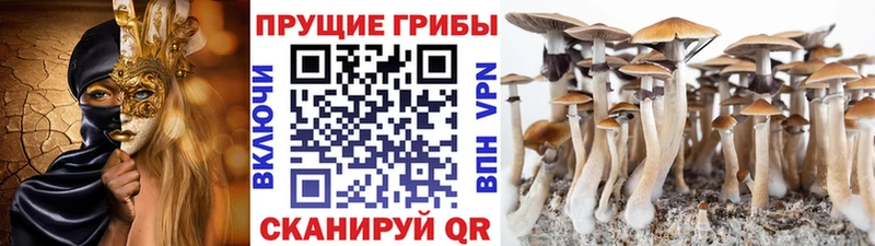 как найти закладки  Цоци-Юрт  Псилоцибиновые грибы Magic Shrooms 